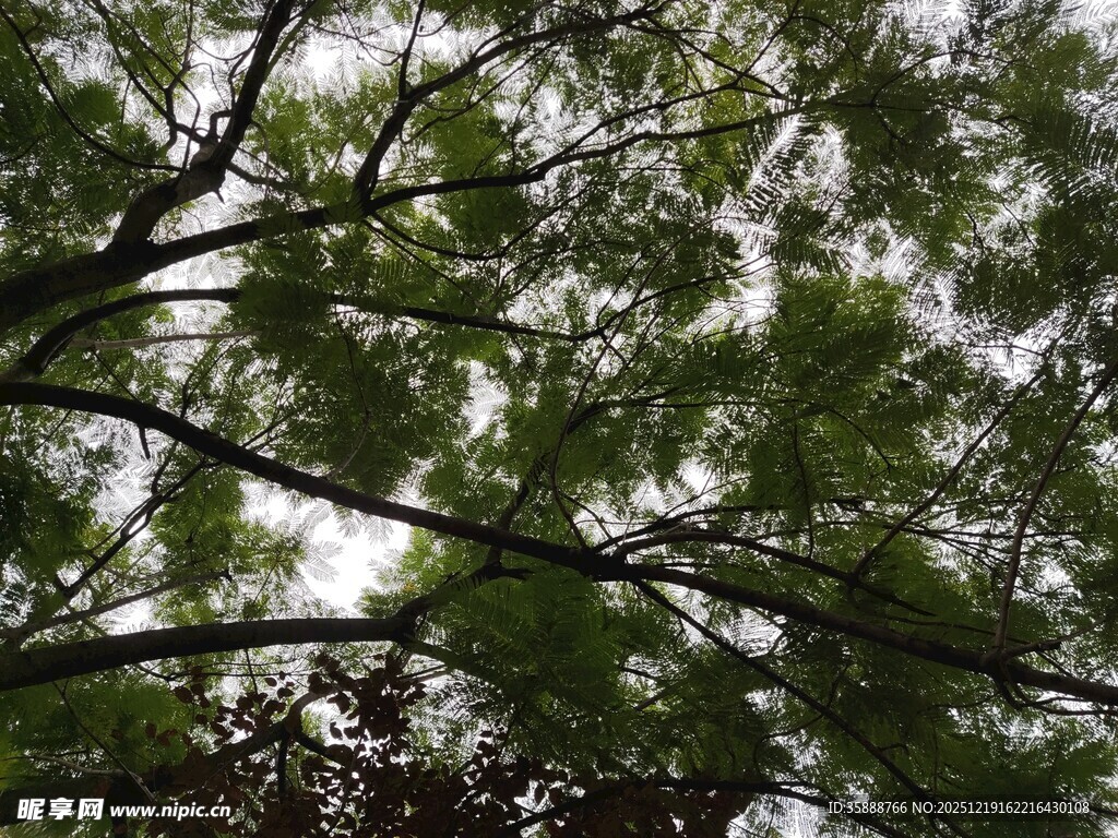 透过树枝看斑驳天空