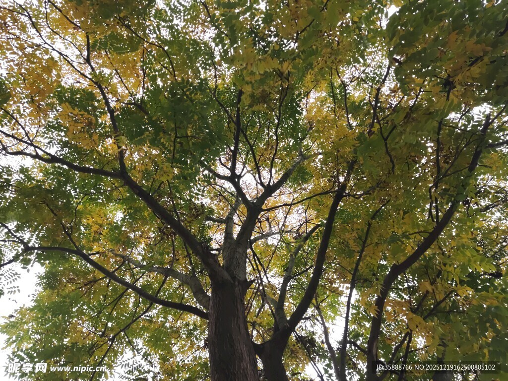 秋日繁茂大树