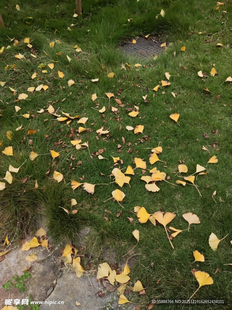 秋日草地落满金黄树叶