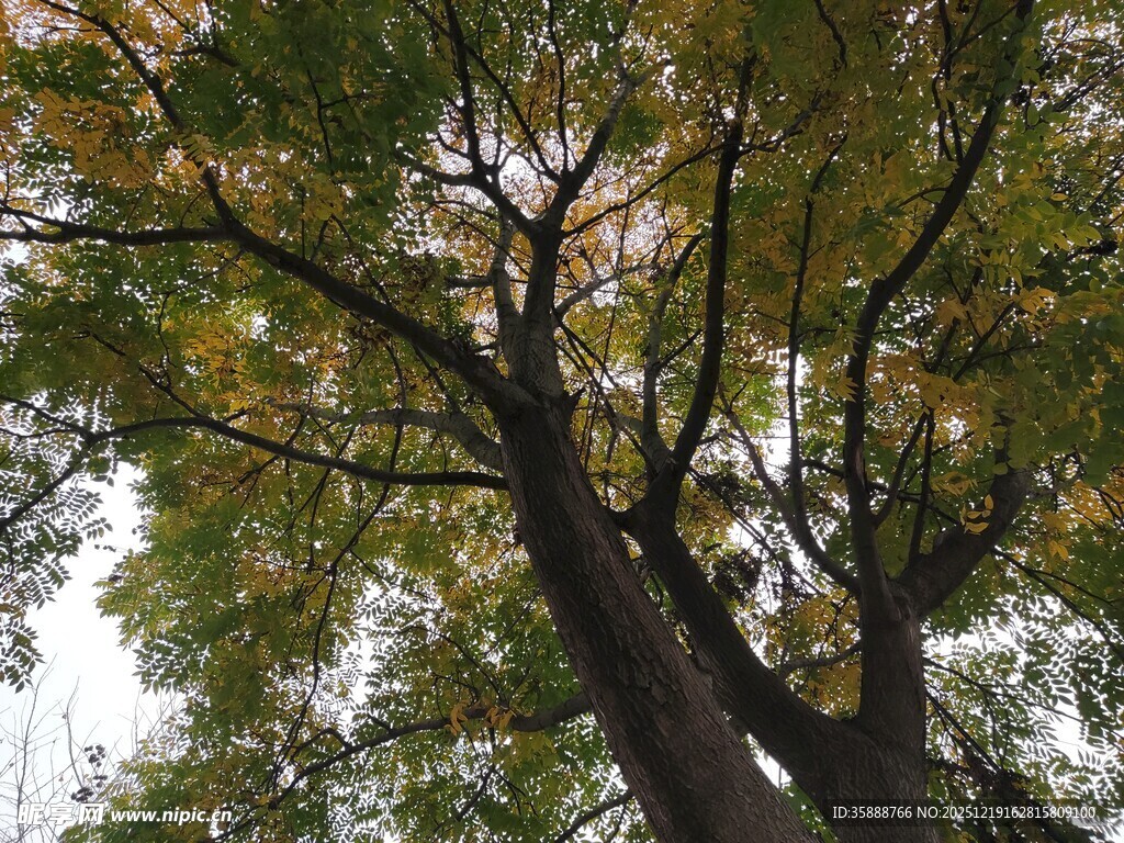 仰视繁茂大树枝叶