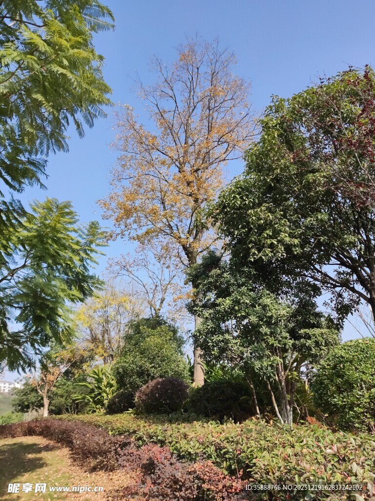 林间小道绿意盎然的景致