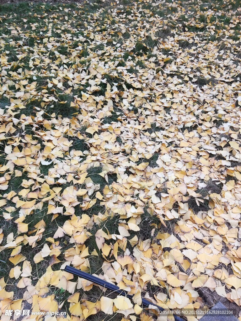 金黄银杏叶铺满地面景象