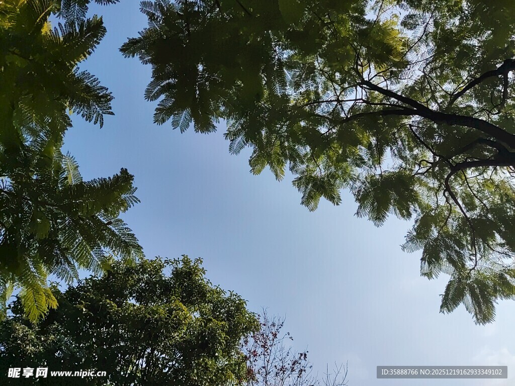 仰视绿树蓝天美景