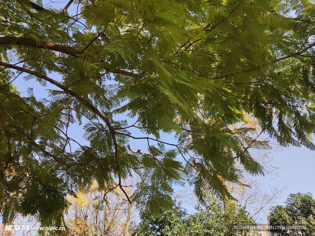 绿叶繁茂的树枝景观