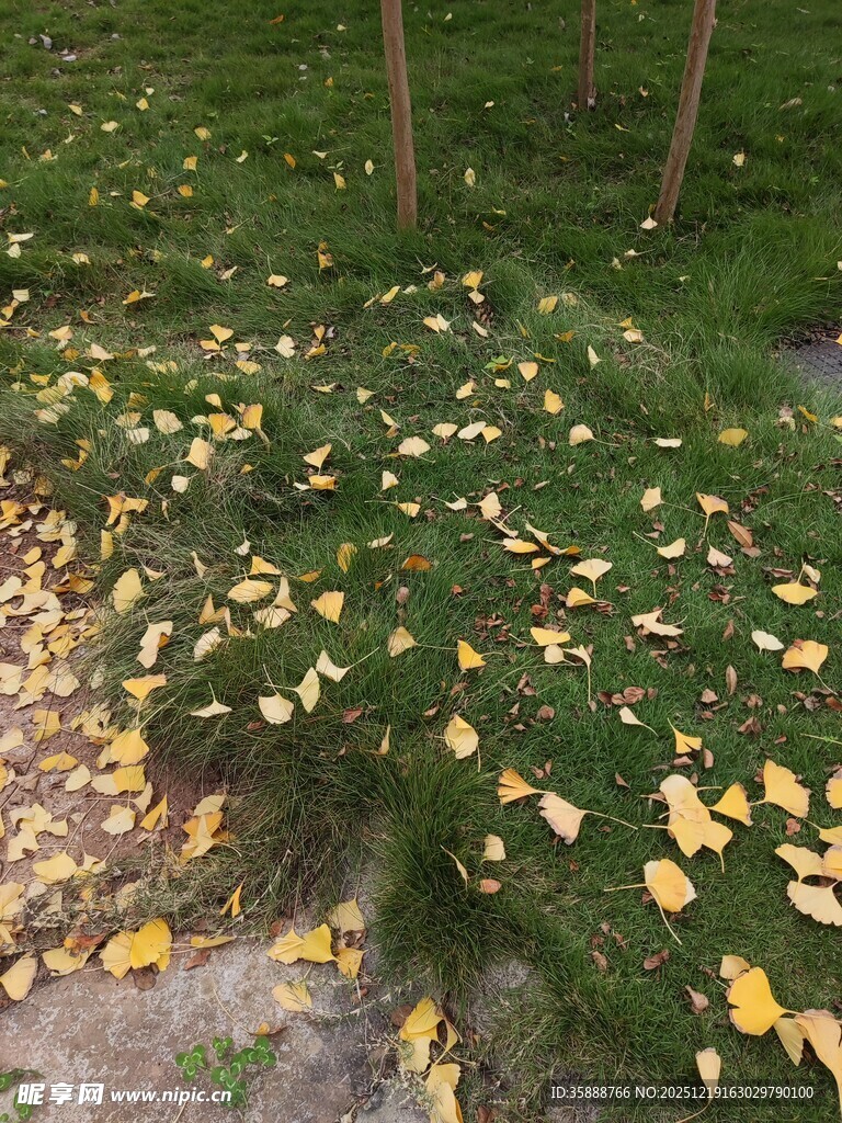 草地落叶秋景图