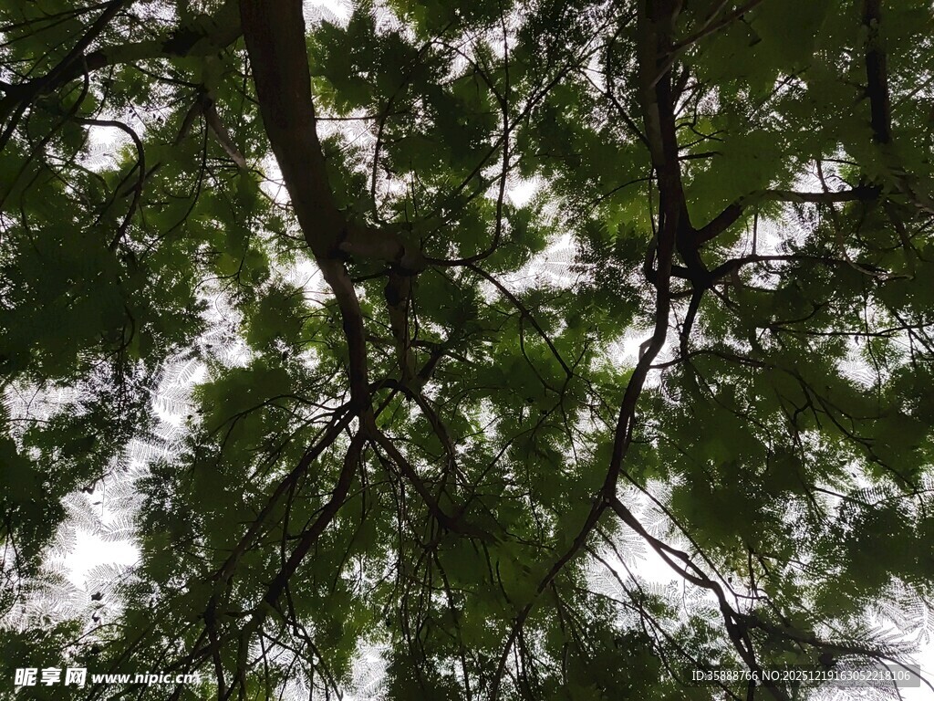 仰视繁茂树枝与绿叶