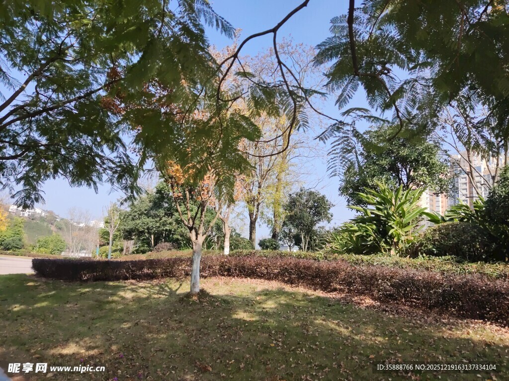 户外绿树环绕的宁静场景