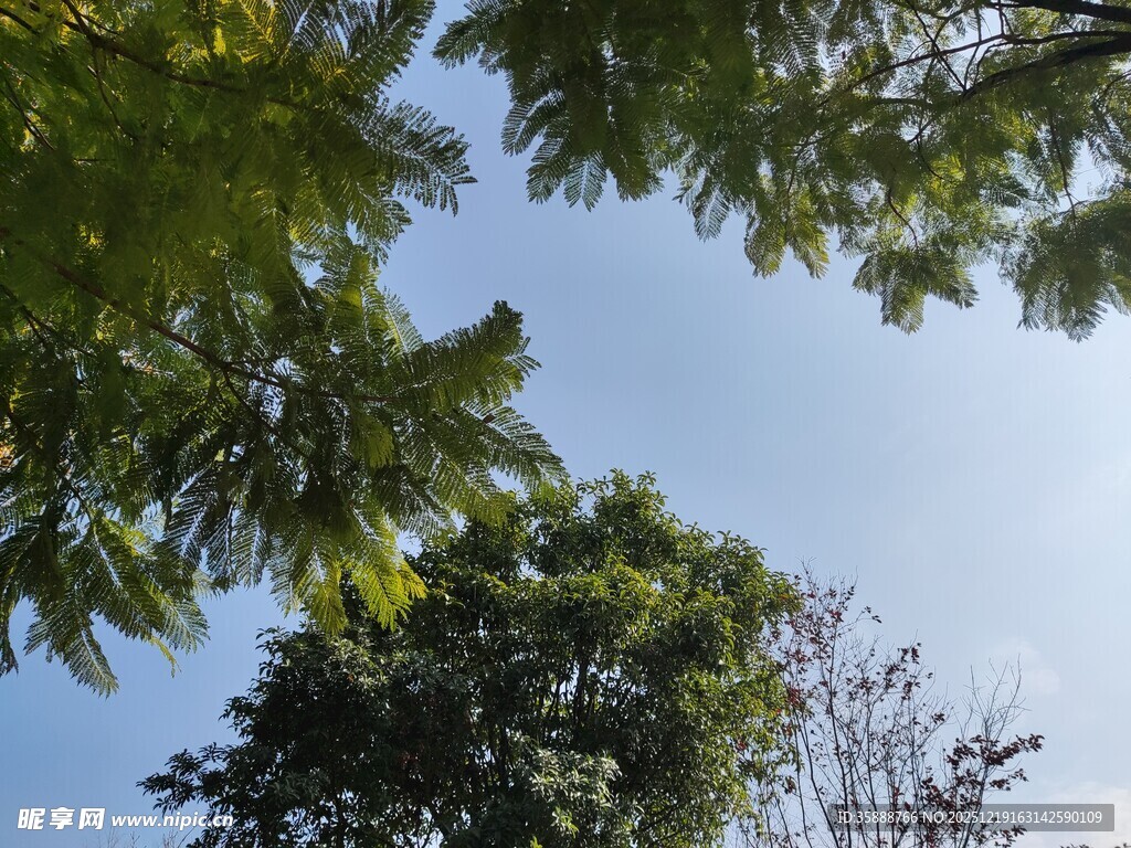 仰视绿树蓝天