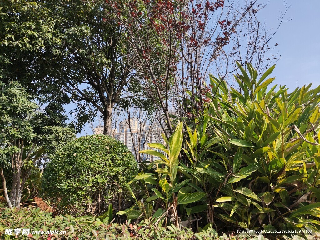 户外繁茂绿植景观