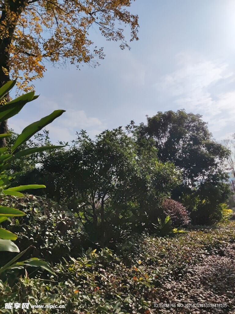 户外绿意盎然的自然景象