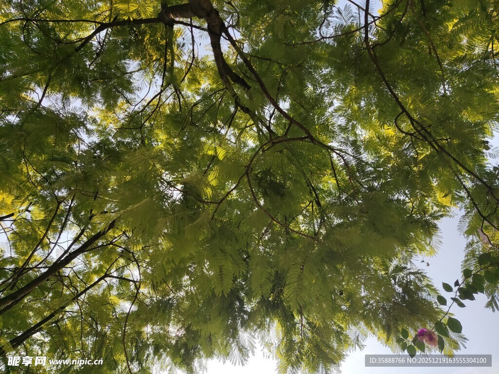 仰视翠绿繁茂的树枝