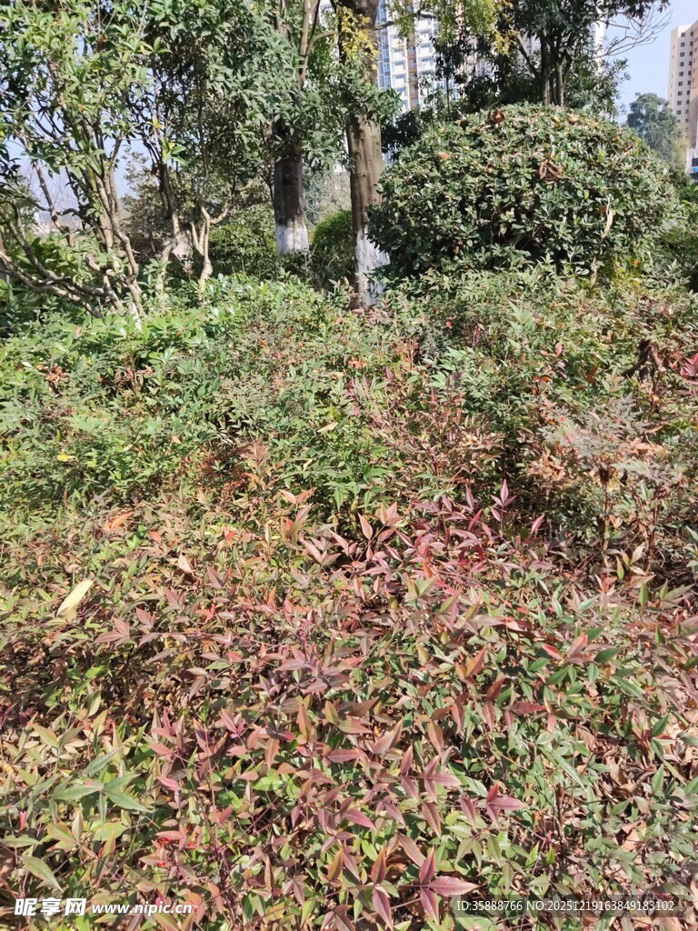 野外繁茂植物景观