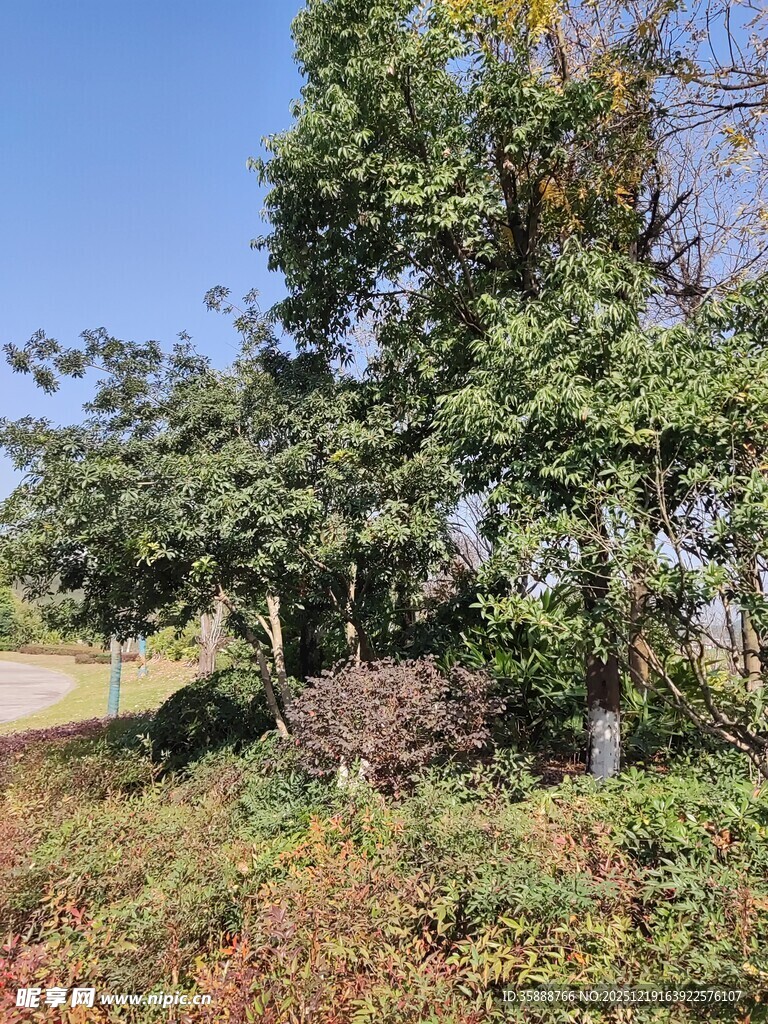 户外繁茂绿植景观