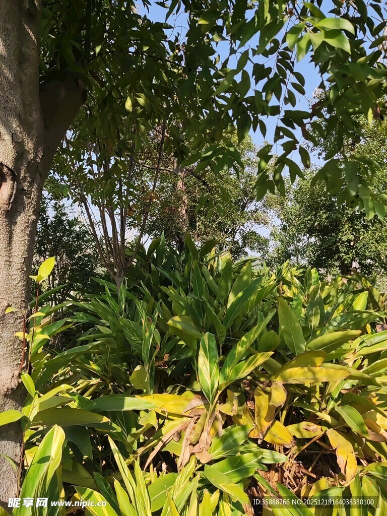 繁茂绿植展现自然生机