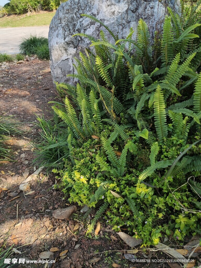 石边翠绿植物景观