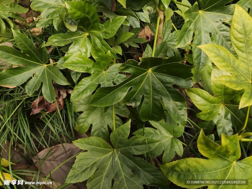 繁茂绿植展现自然生机