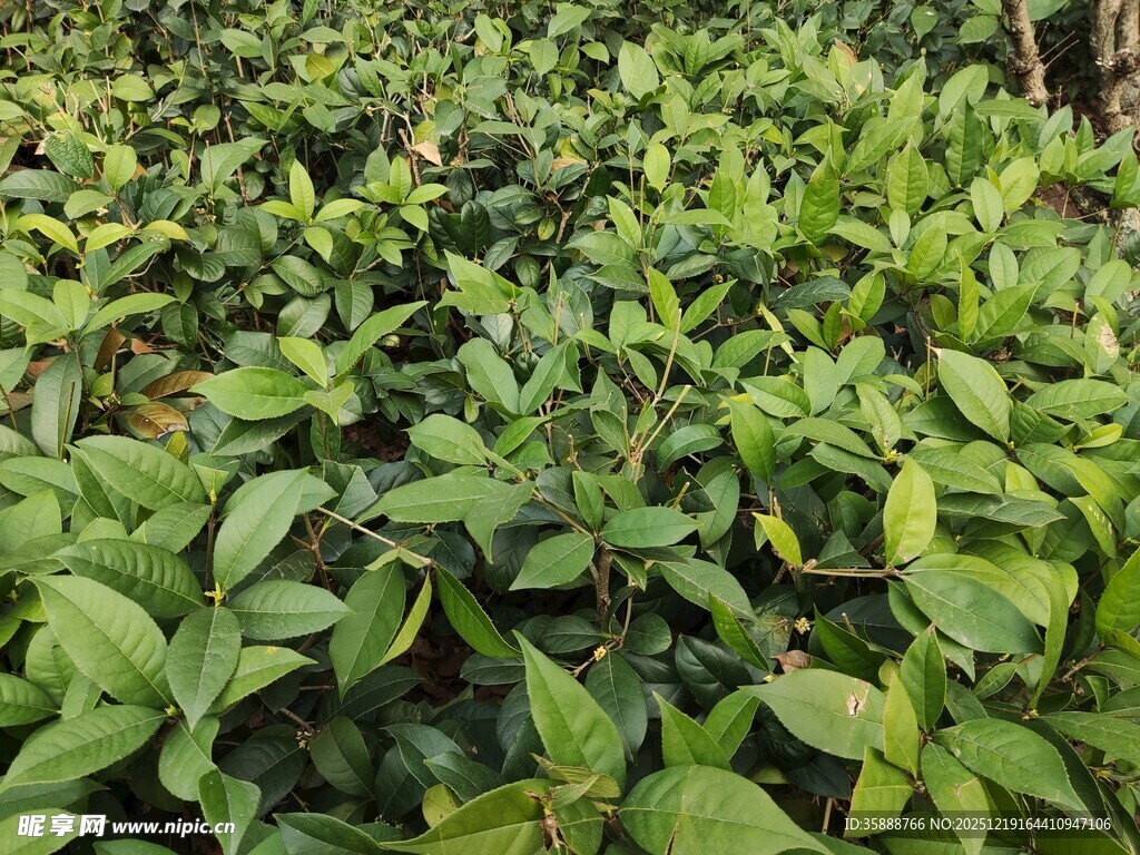 繁茂绿植生机盎然的植物群