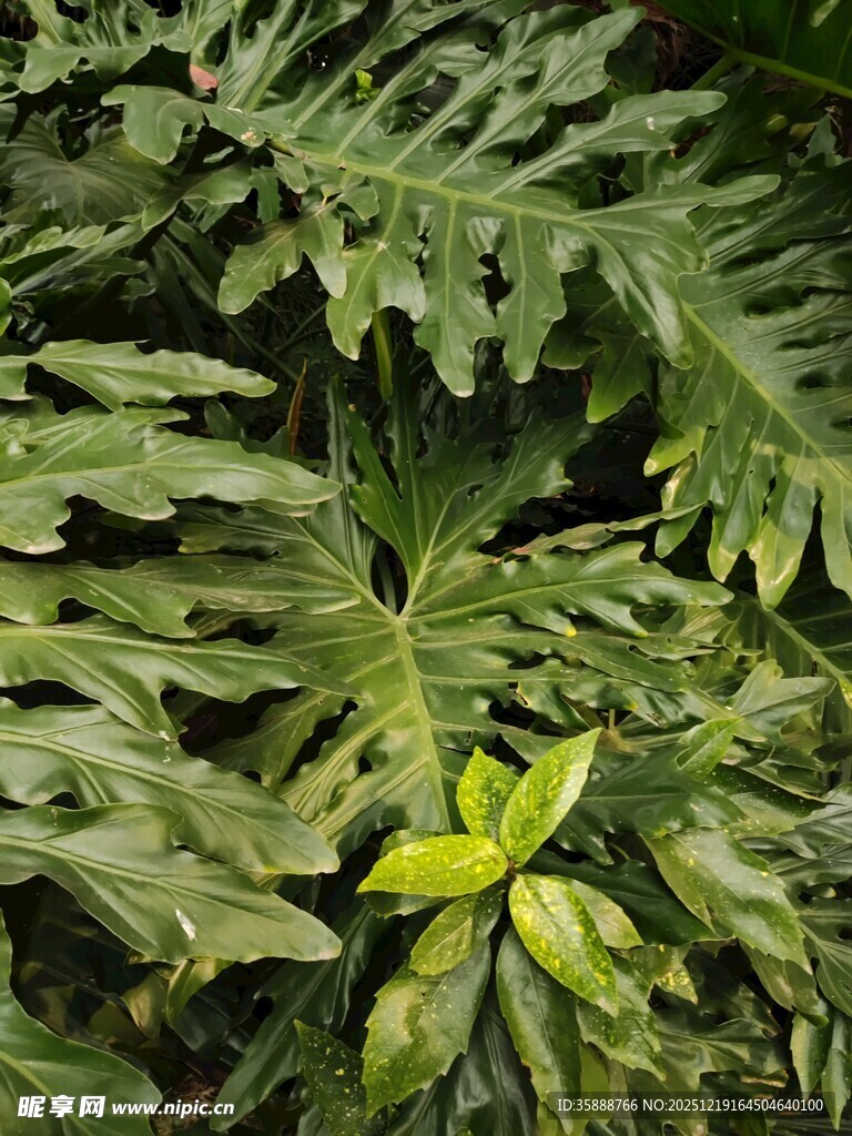 翠绿蕨类植物叶片特写