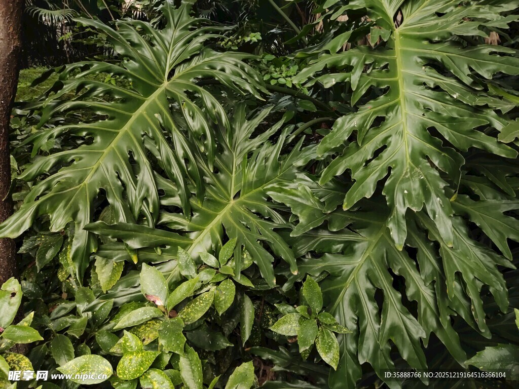 羽状叶片的热带绿植