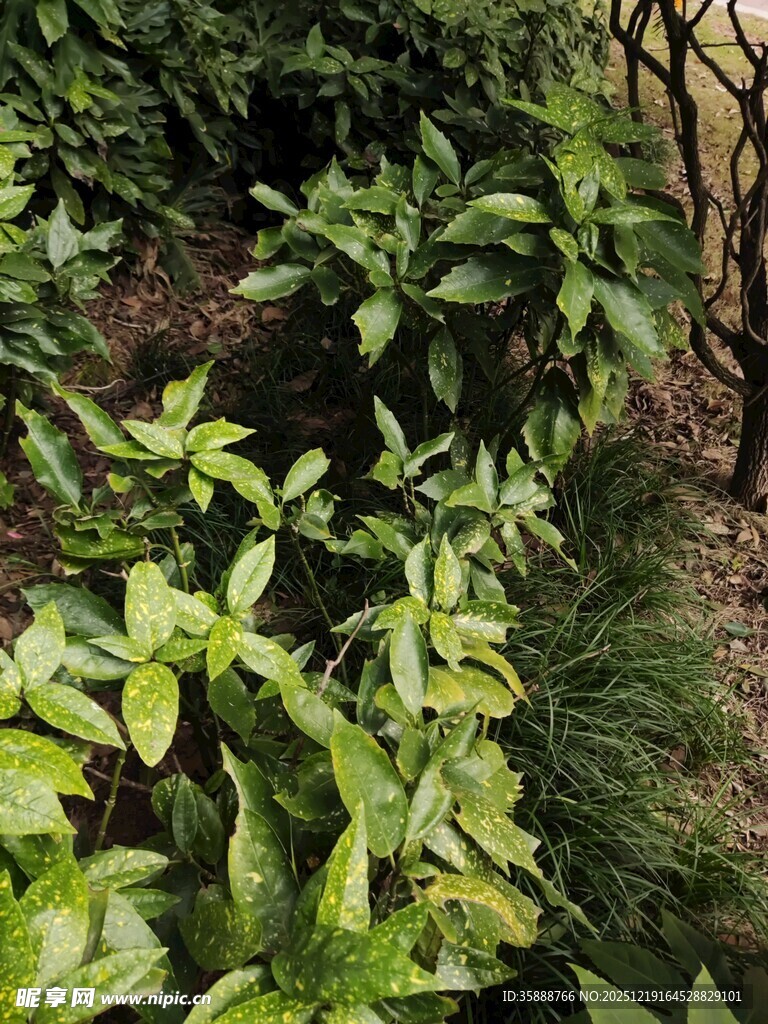 绿意盎然的植物景观