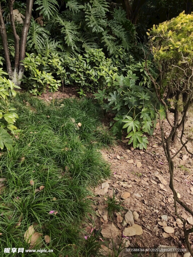 绿意盎然的庭院植物景观
