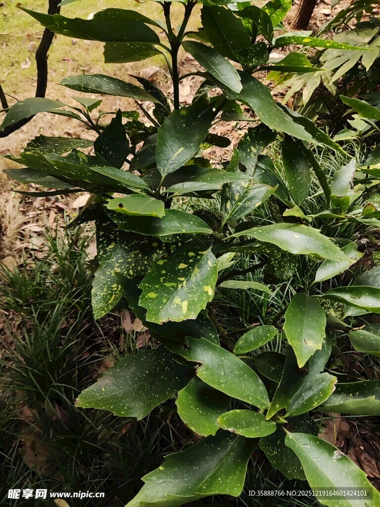 绿叶繁茂的绿植景观