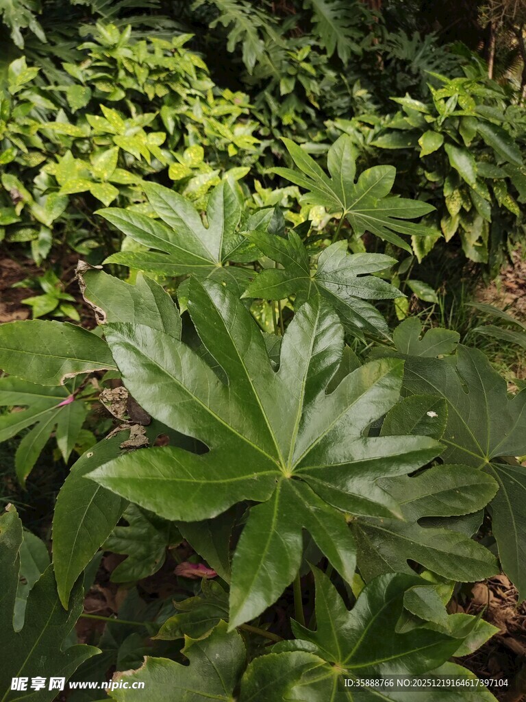 翠绿繁茂的户外植物景观