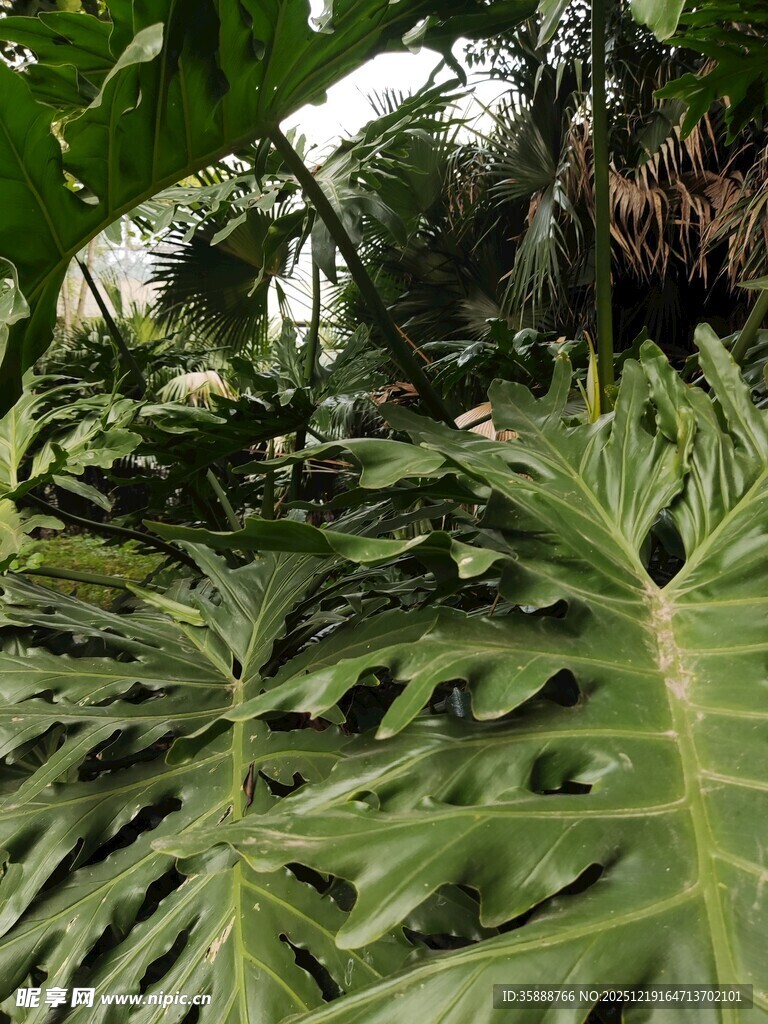 热带绿植生机盎然景象