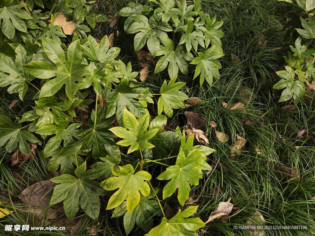 翠绿繁茂的植物景观