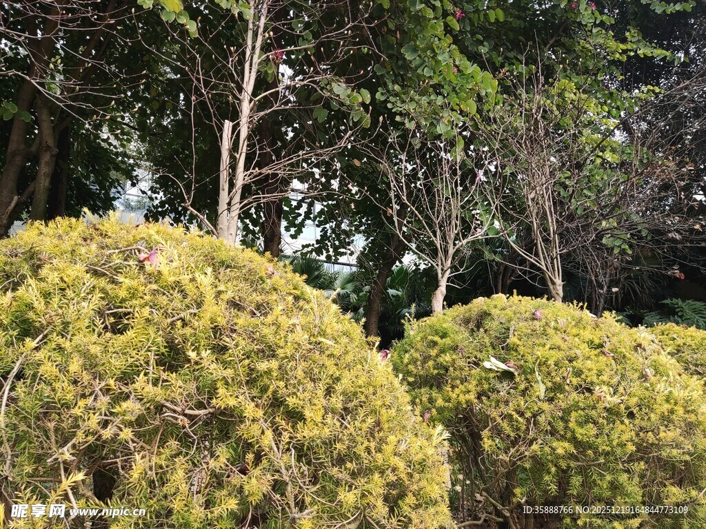 球形绿植点缀林间