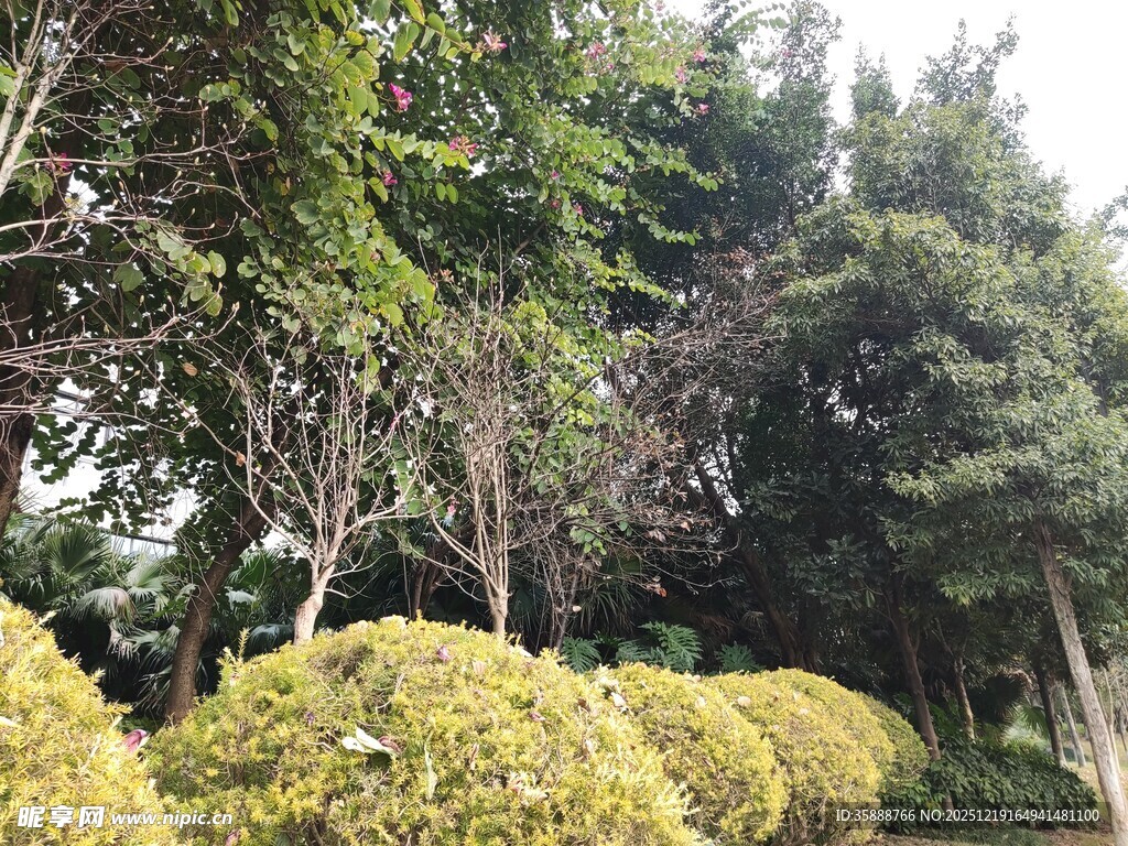 绿意盎然的园林景观