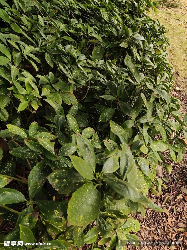 翠绿繁茂的灌木丛