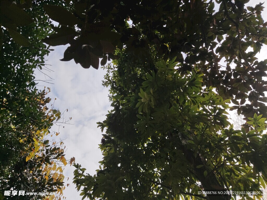 仰视茂密树林树冠景象