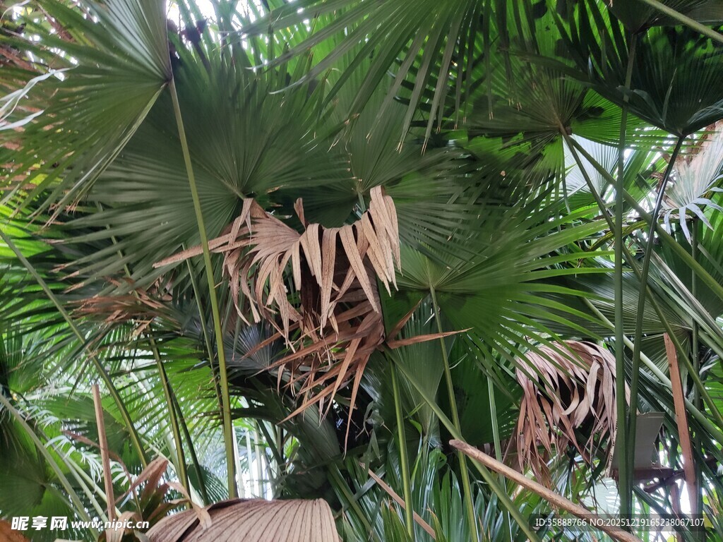 茂密丛林中的棕榈树景观