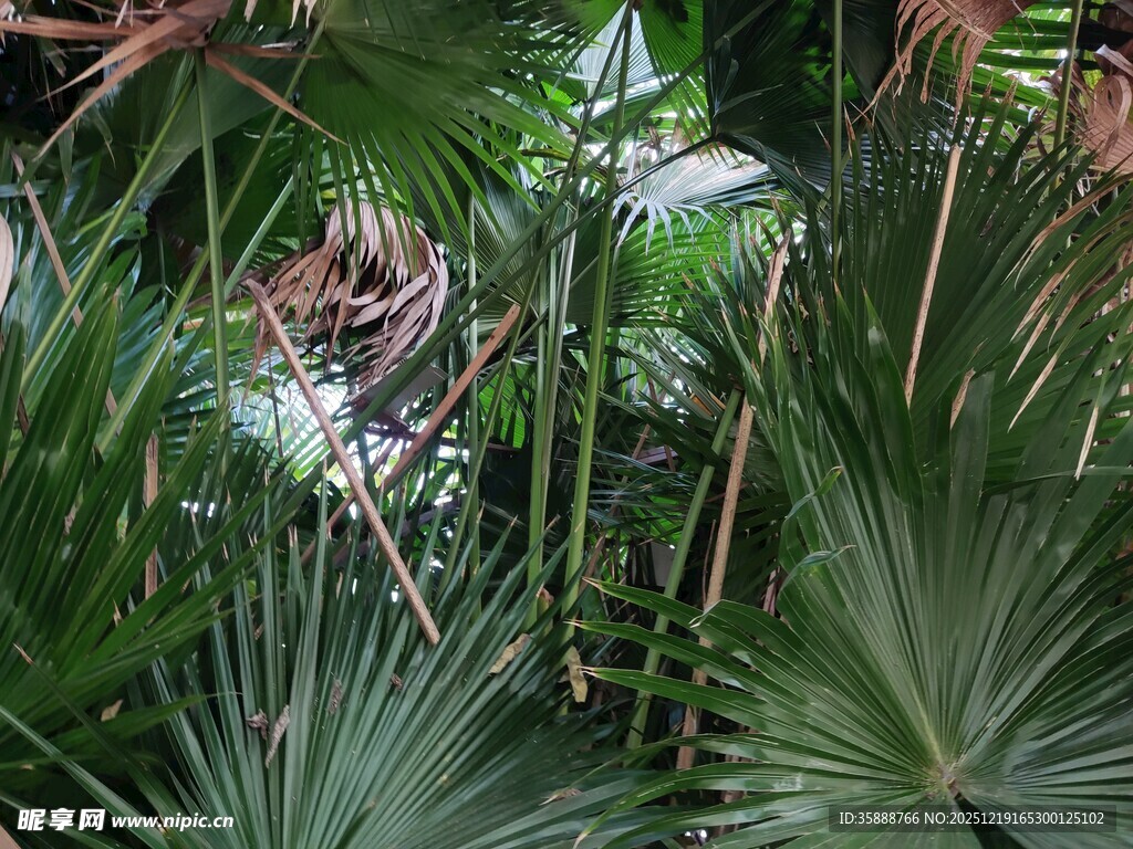 丛林中的多样绿色植物