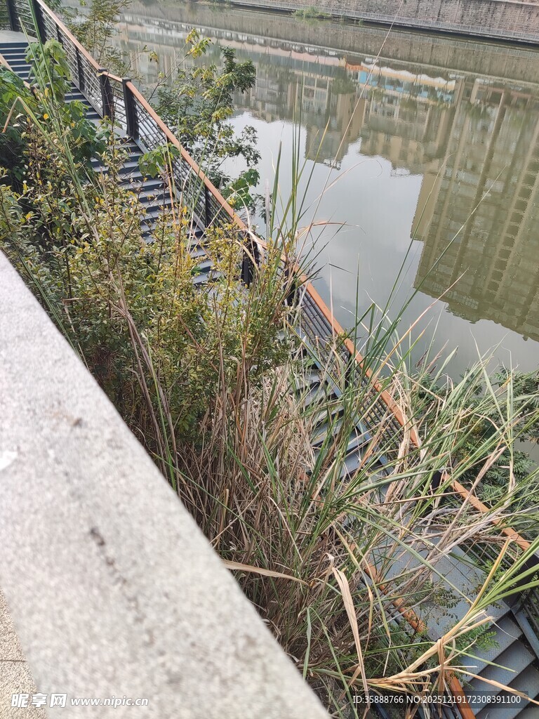 水边杂草丛生景象