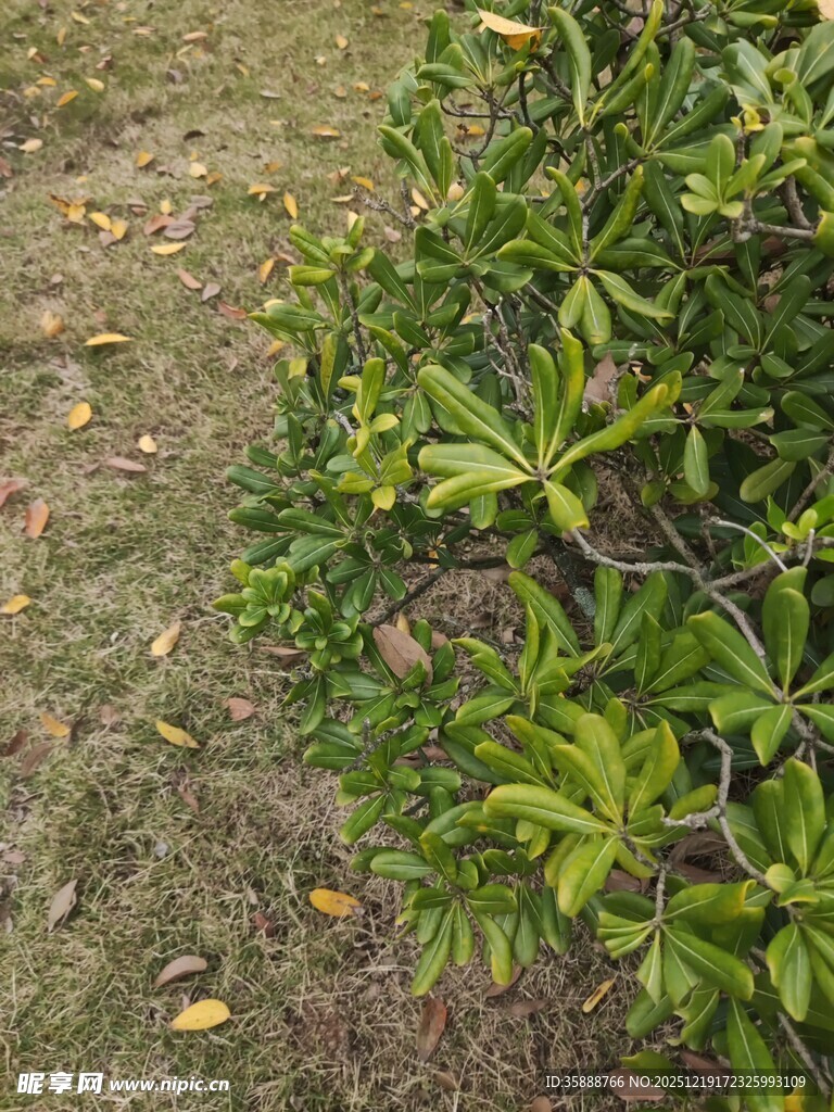 绿叶灌木生机盎然