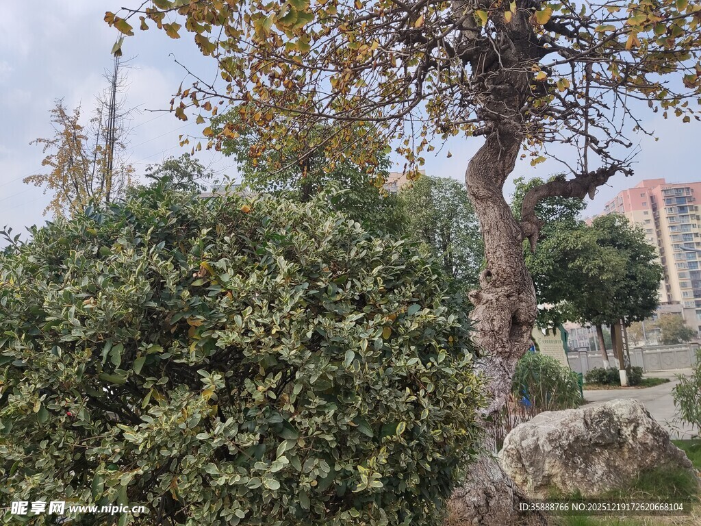 庭院中的树木与绿植景观