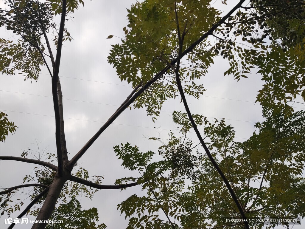 仰视繁茂树枝与天空