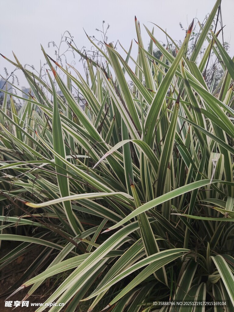 翠绿斑斓的条纹状观赏草