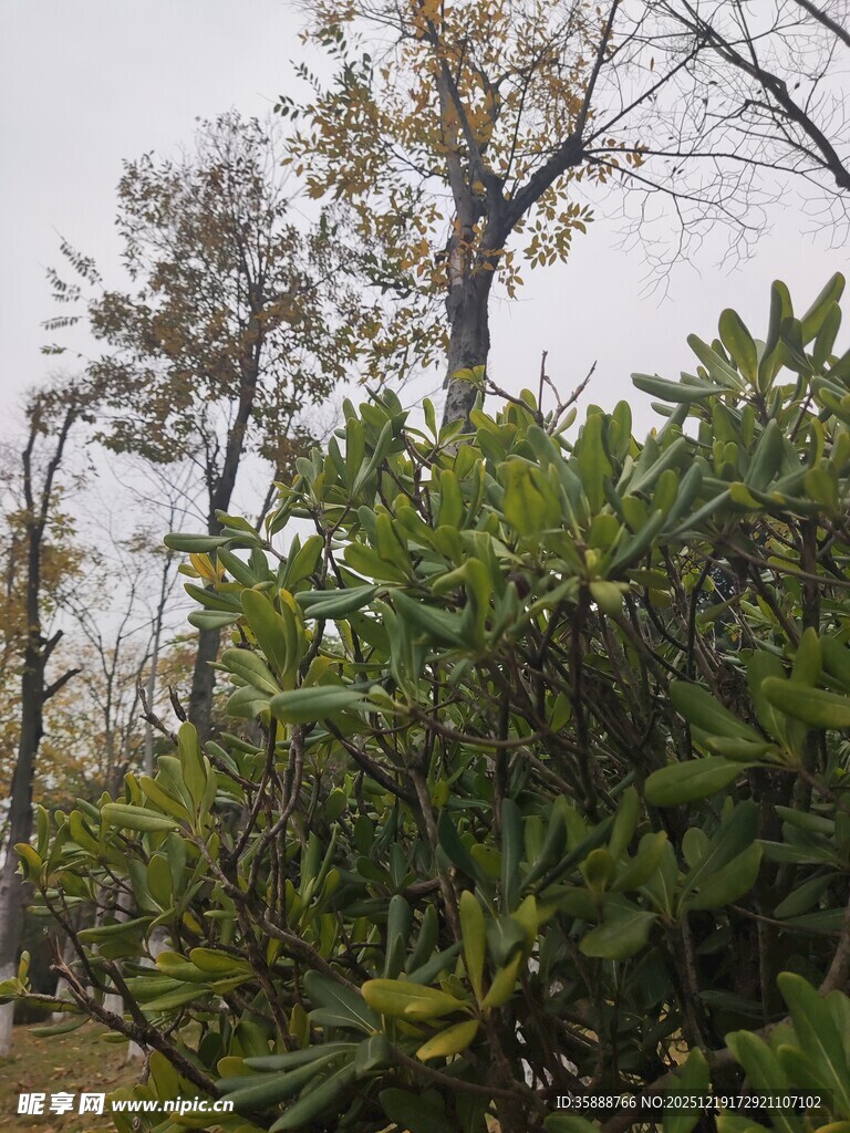 山林绿植与树木景观