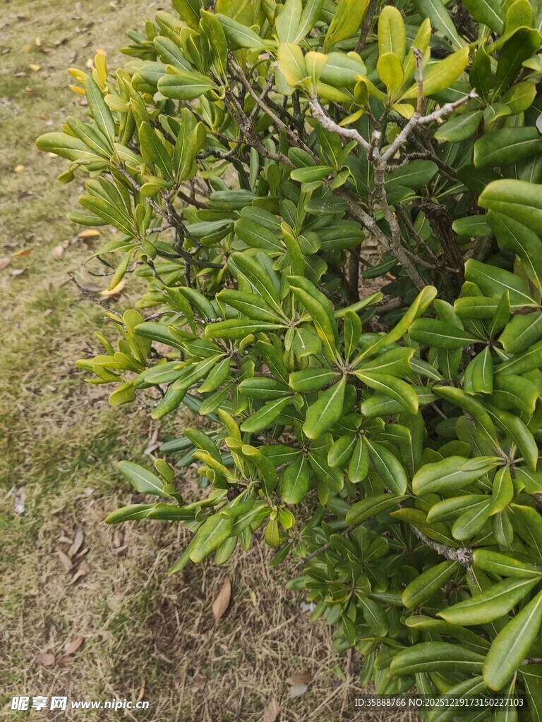 绿叶繁茂的灌木丛摄影图__自然风景_自然景观_摄影图库_昵图网