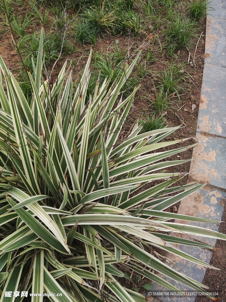 金边龙舌兰植物特写