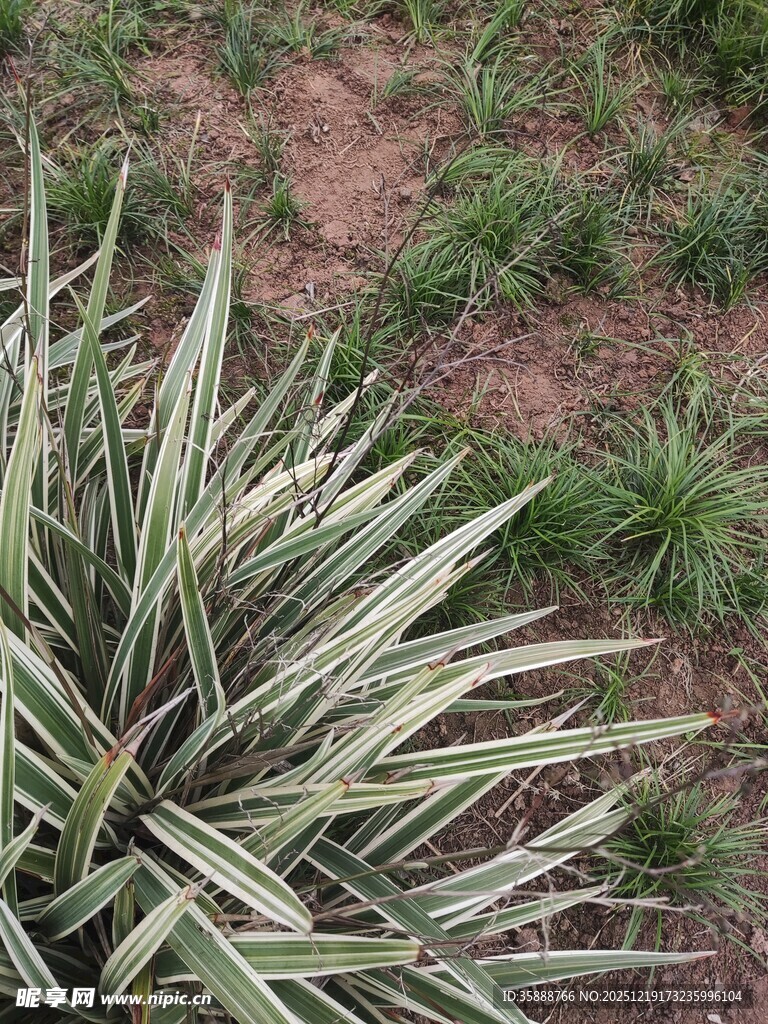 银边龙舌兰植物特写