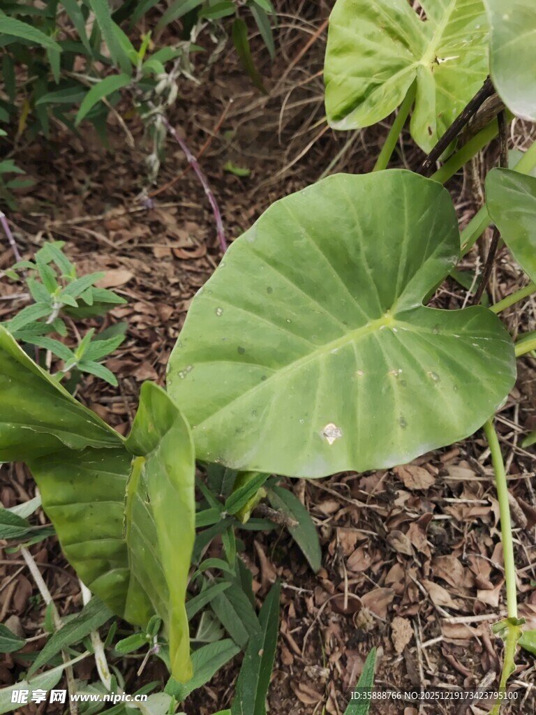 大叶片绿植特写