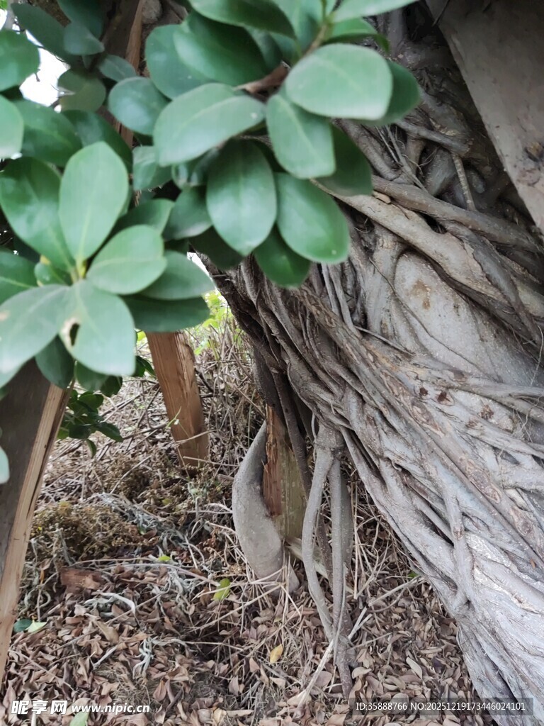 树根旁的翠绿植物