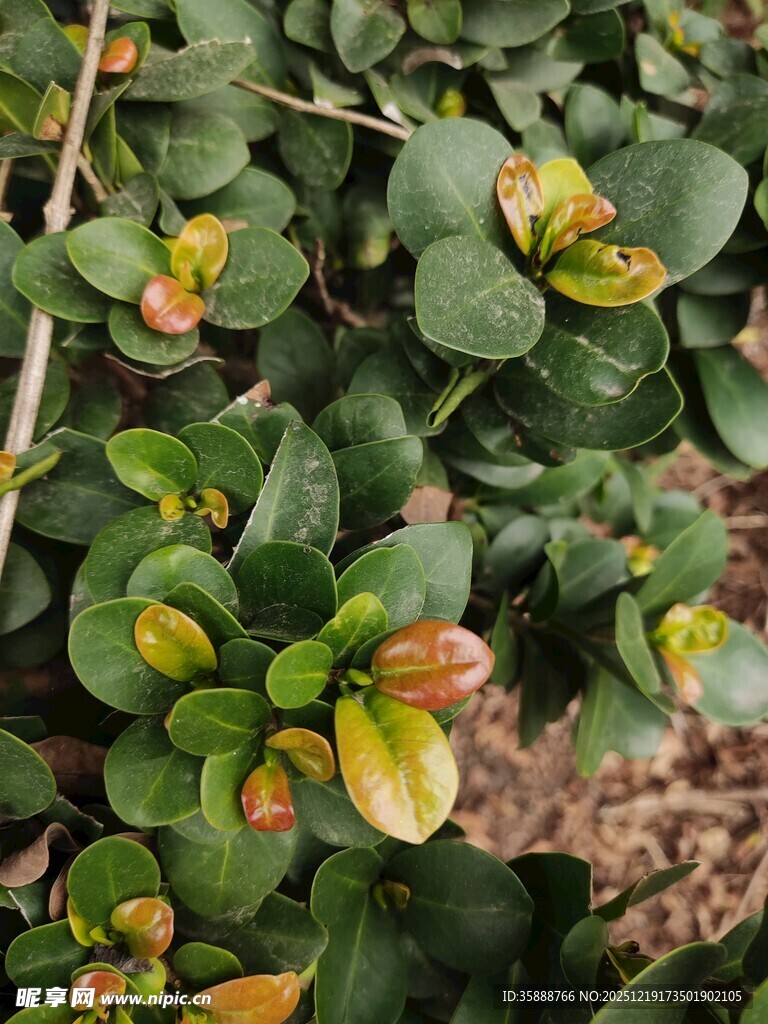 绿叶间的多彩叶片植物