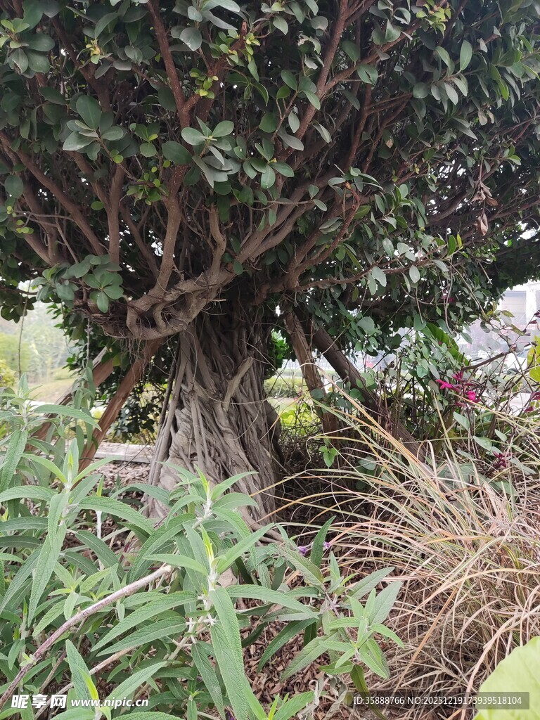 盘根错节的古老树木