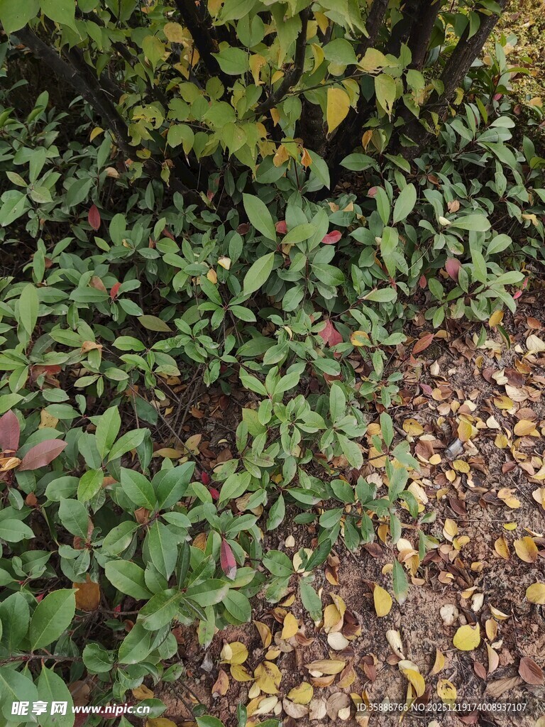 秋日绿植与落叶景象