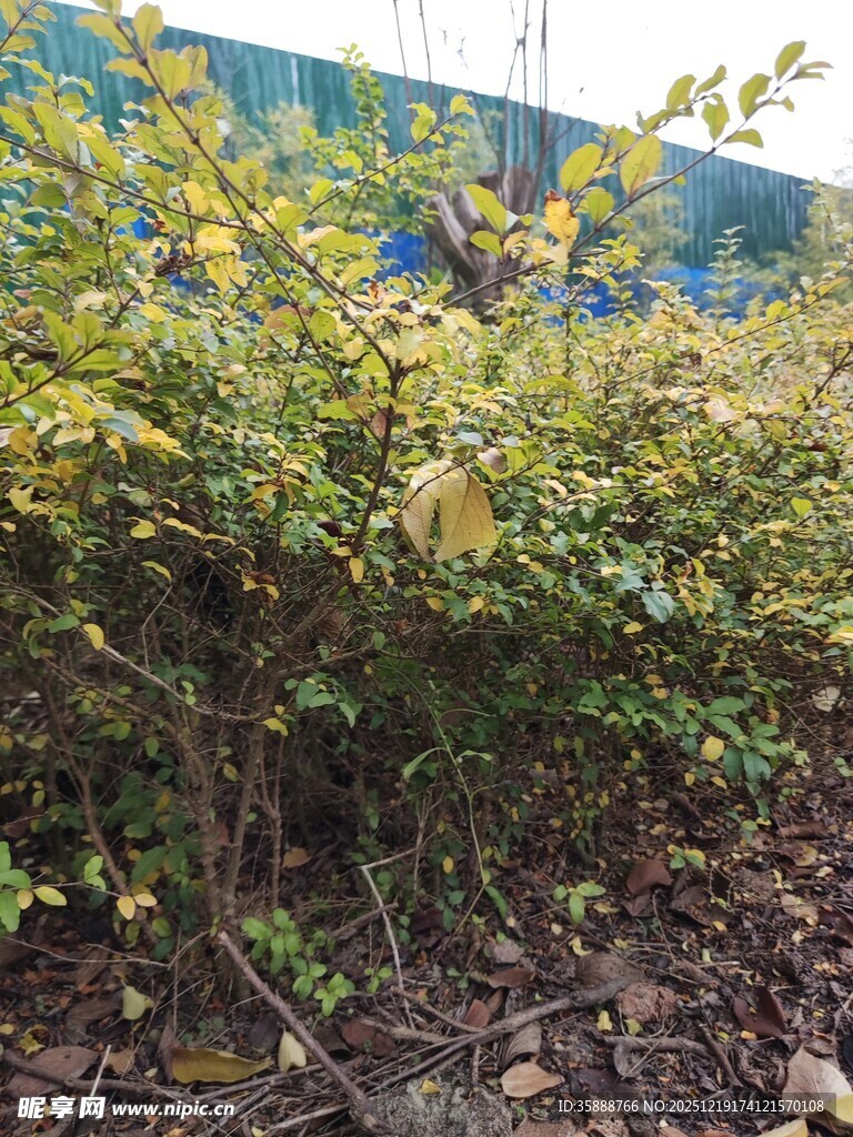 绿叶繁茂的灌木丛